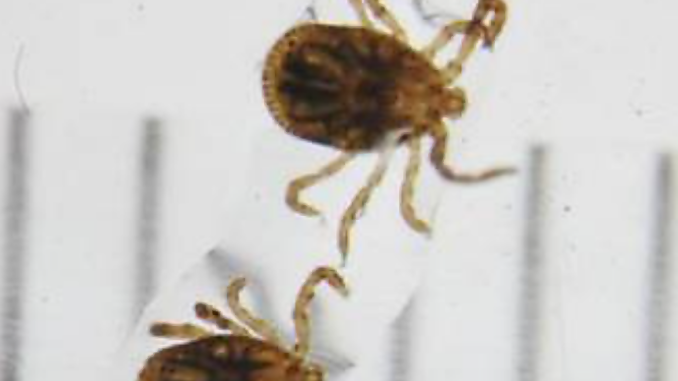 garrapata ixodidae