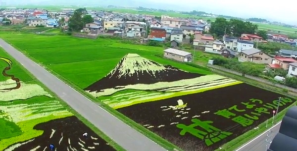 Arroz arte Monte Fuji 2014-4