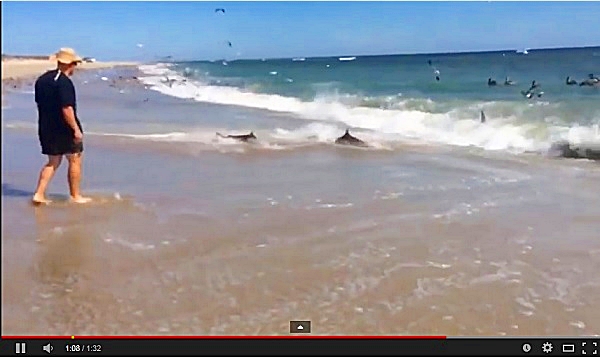 Tiburones en Carolina del Norte