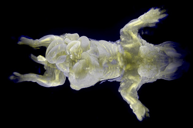 Ratón transparente (foto Instituto Riken)