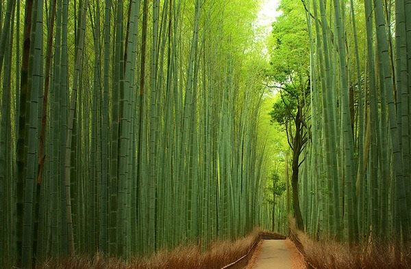 El bosque de Bambú de Sagano, en el monte Arashiyama en Kioto.