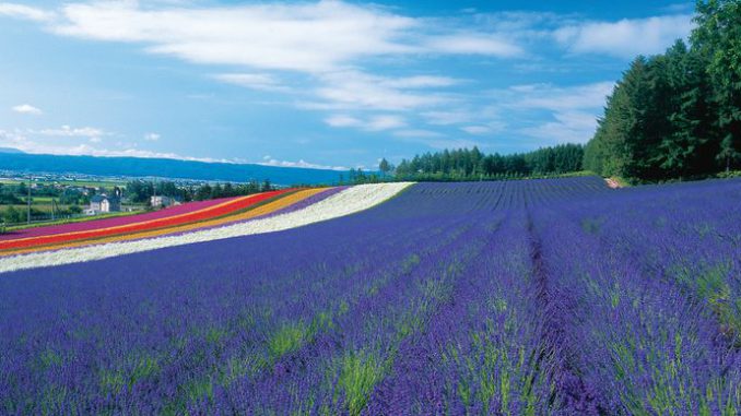 9.Furano no lavender batake en Hokkaido