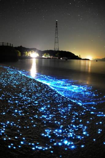 Luciernagas de mar en Chiba