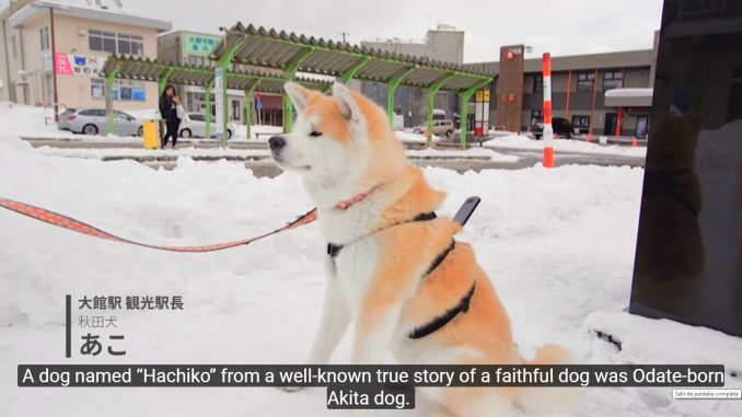 akita