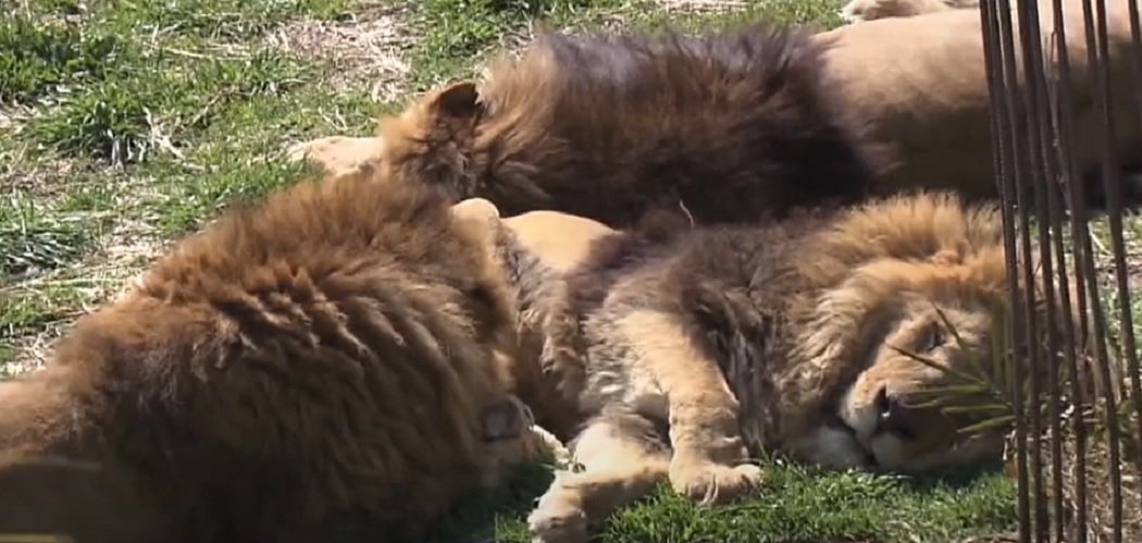 2 leones muertos, los primeros animales de zoológico con coronavirus en  Japón