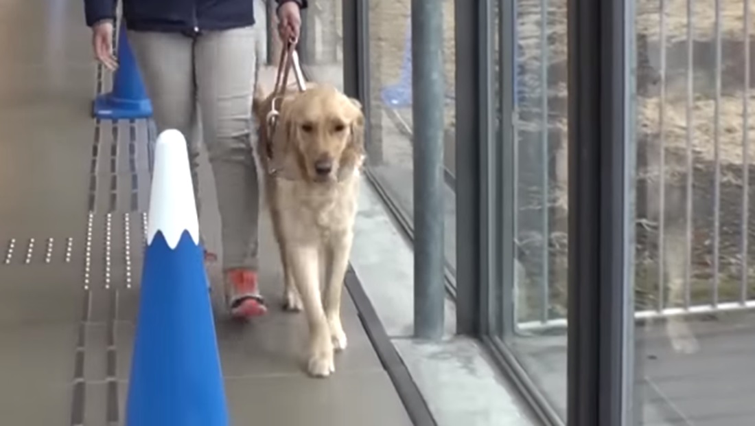 cómo puedo traer a mi perro de japón a estados unidos