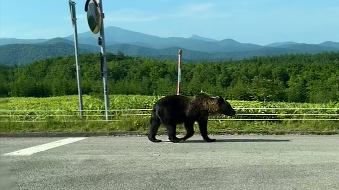 Oso caminando por una carretera en Hokkaido