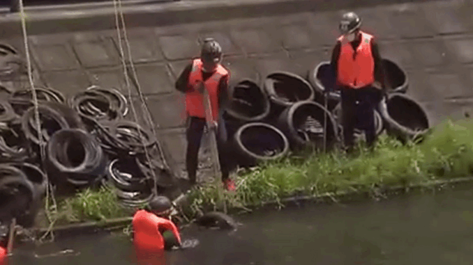 250 neumáticos hallados en el rio