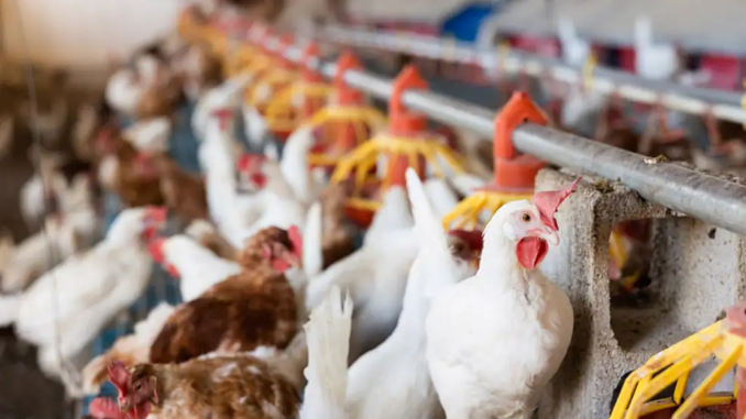 Brasil es el mayor exportador de pollo del mundo (Shutterstock)