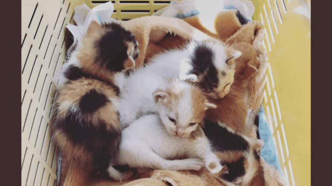 Crías de gato rescatadas. (imagen representativa)