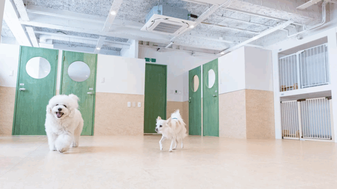 Guardería canina en Bowmu, Sendai, espacio climatizado y seguro donde los perros socializan y disfrutan mientras sus dueños están ausentes.