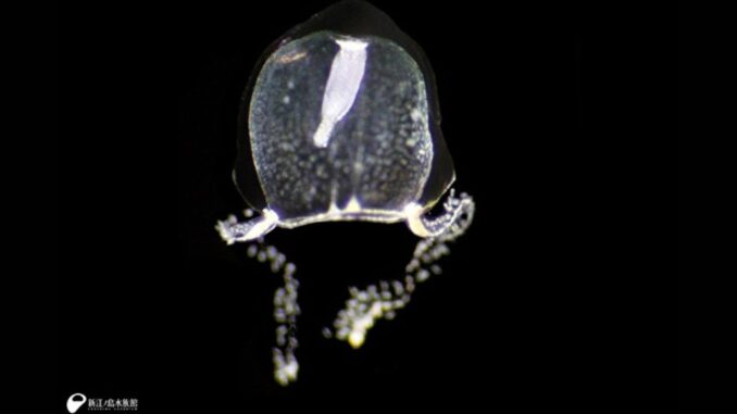 Mizutama Suzufuri Kurage (Zanclea innocens), nueva especie de medusa descubierta en la bahía de Sagami. (Foto Acuario Shin-Enoshima)
