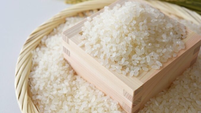 Arroz japonés de la variedad koshihikari 2