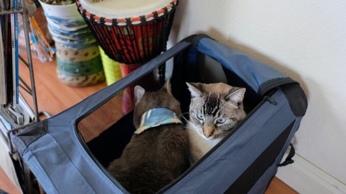 Gatos dentro de una canasta de transporte (imagen referencial)
