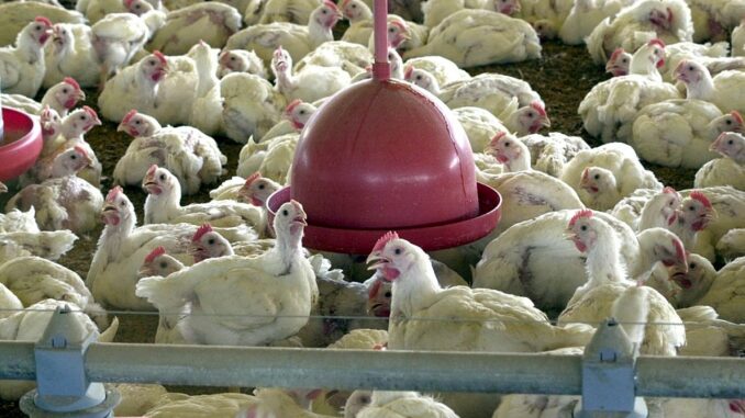 Pollos en una granja brasileña (Agencia Brasil)